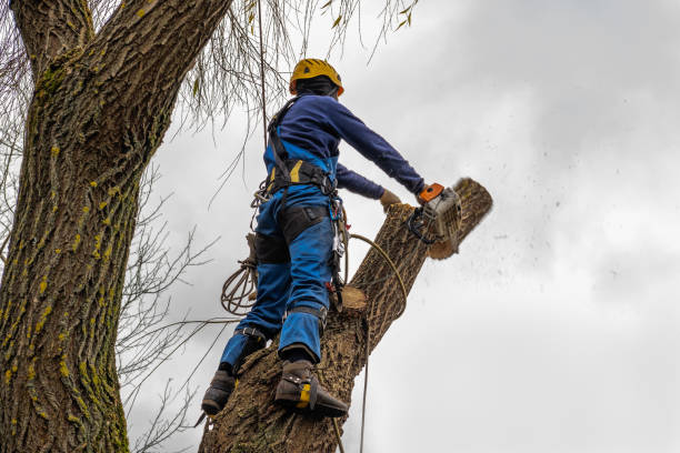 Tree Removal for Businesses in Pottstown, PA